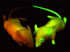 GFP MICE